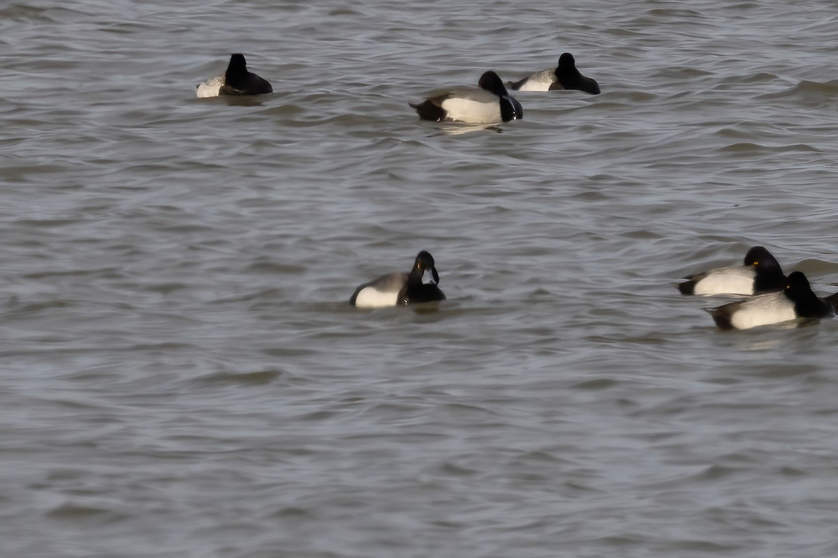Tufted Duck x Greater Scaup (hybrid) - ML616343161