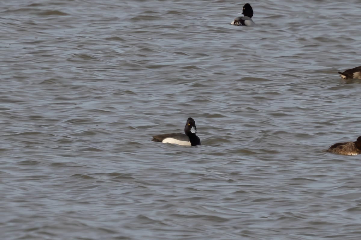 Tufted Duck x Greater Scaup (hybrid) - ML616343164