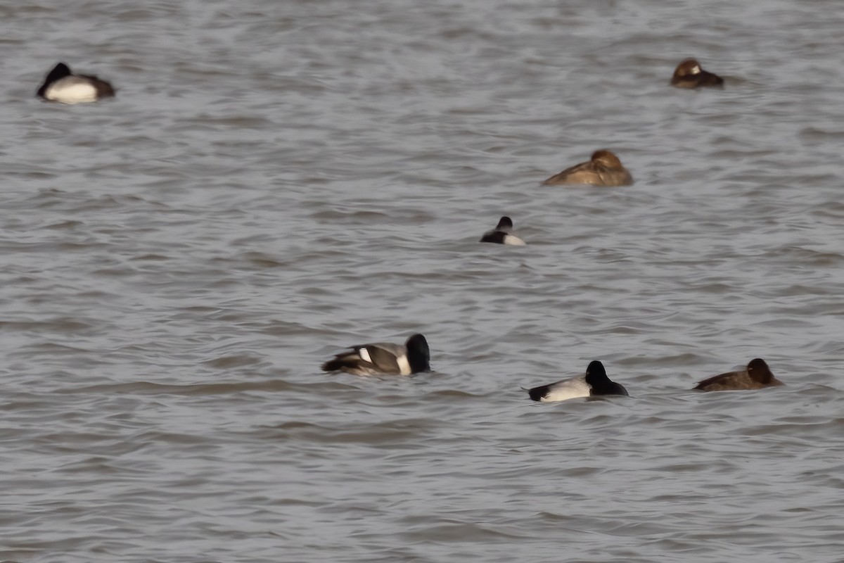 Tufted Duck x Greater Scaup (hybrid) - ML616343166