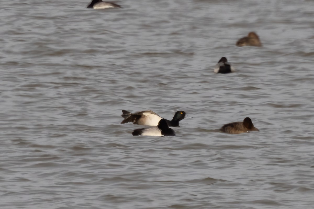 Tufted Duck x Greater Scaup (hybrid) - ML616343172