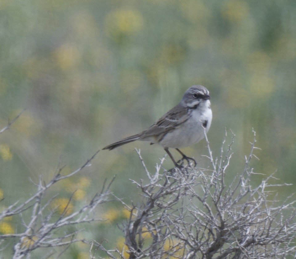 Bell's Sparrow (canescens) - ML616343321