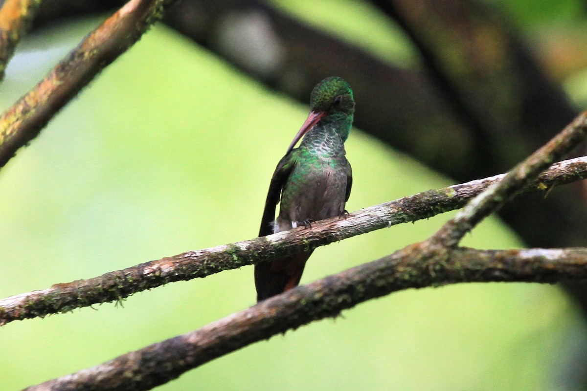 Rufous-tailed Hummingbird - ML616343354