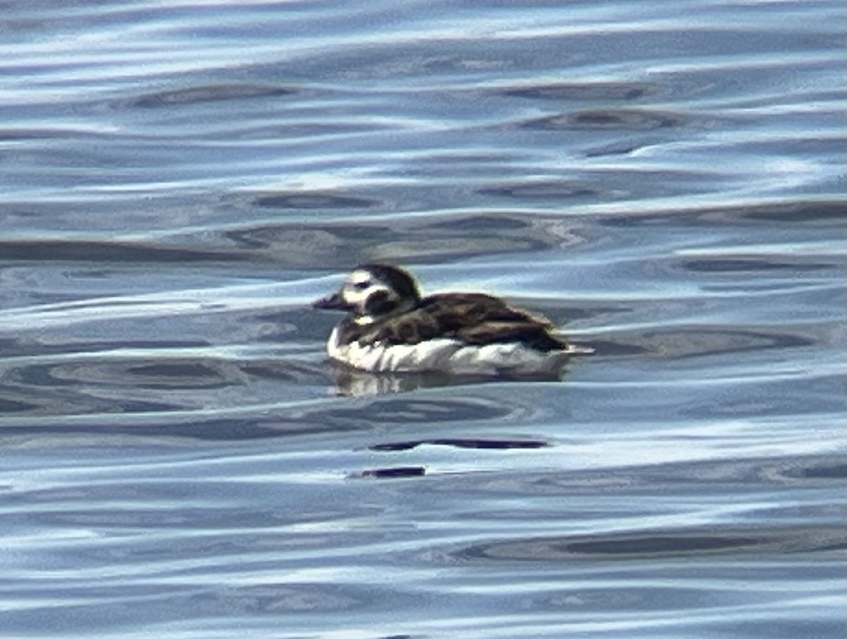 Long-tailed Duck - ML616343395