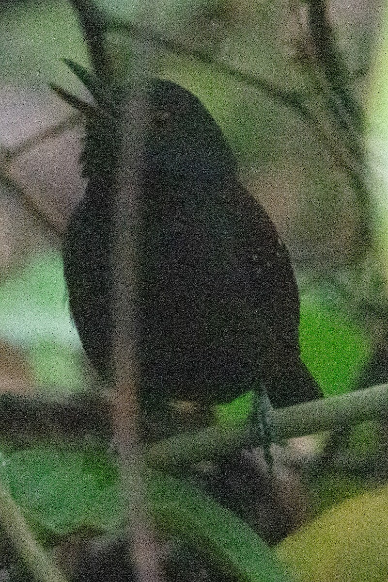 Dull-mantled Antbird - Keith Lea