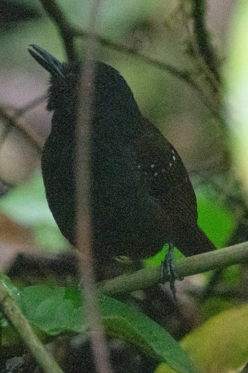 Dull-mantled Antbird - Keith Lea