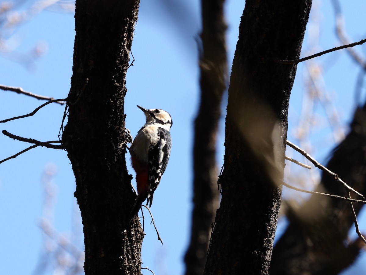 Great Spotted Woodpecker - ML616343701