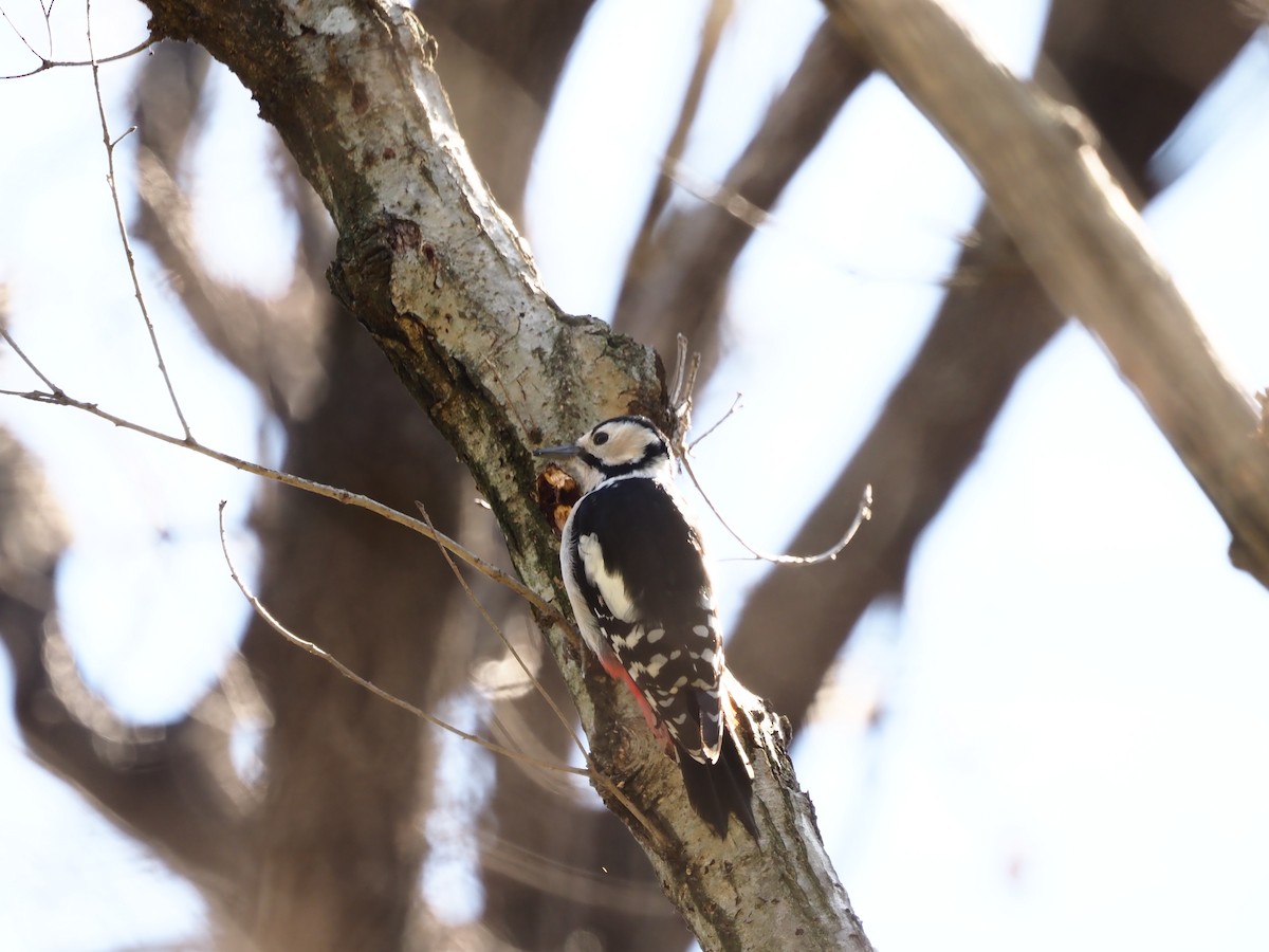 Great Spotted Woodpecker - ML616343702
