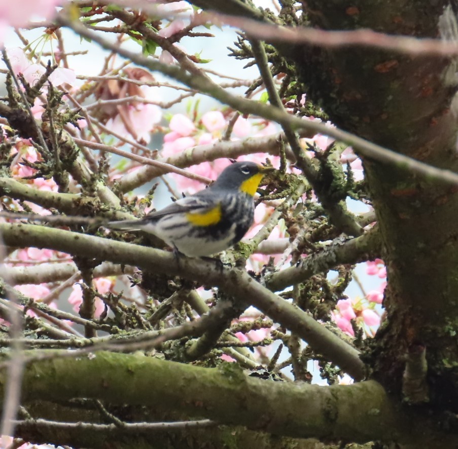 Yellow-rumped Warbler (Audubon's) - ML616343781