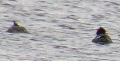 Common Merganser (North American) - ML616343802