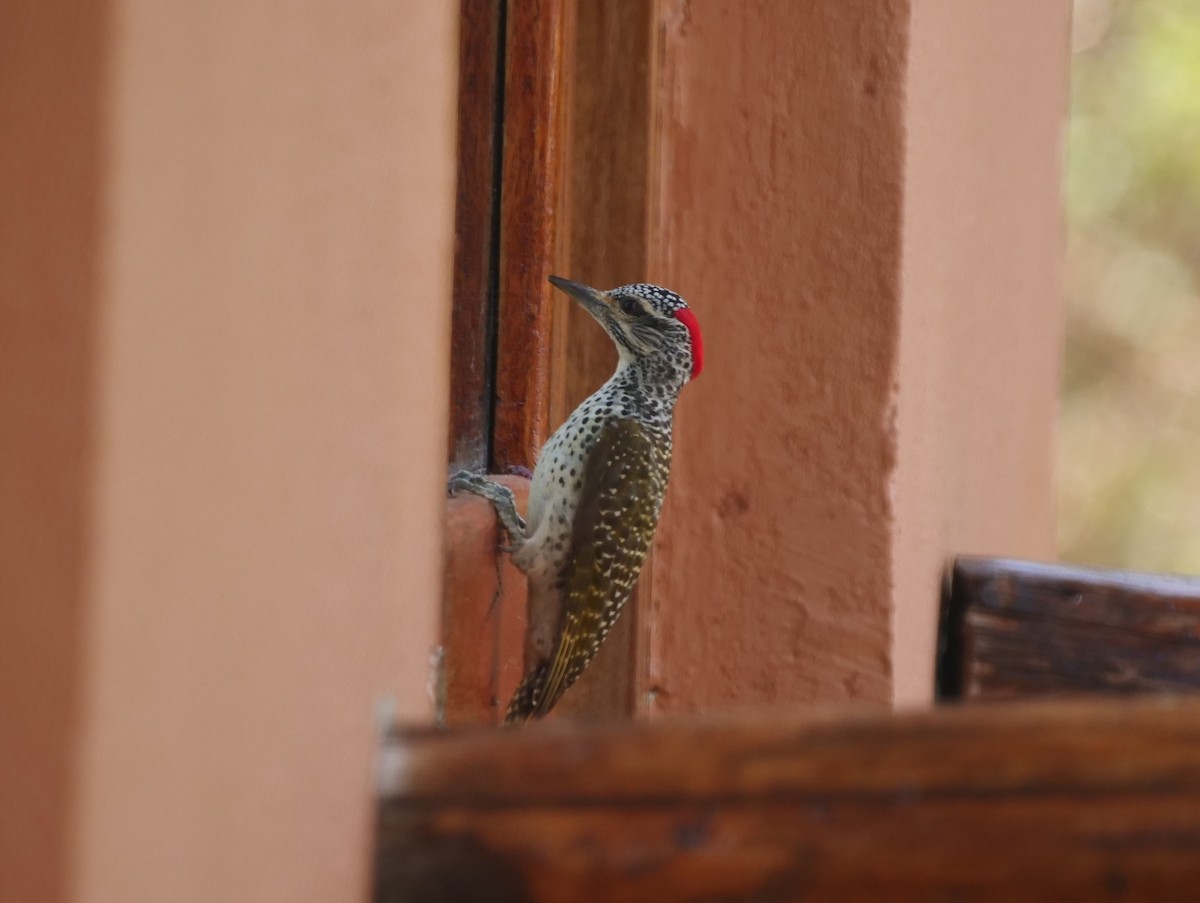 Nubian Woodpecker - Brett Hartl
