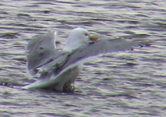 Herring Gull (American) - ML616343861
