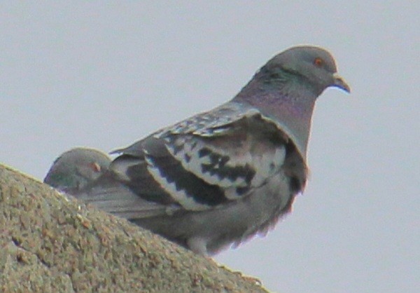 Pigeon biset (forme domestique) - ML616343937