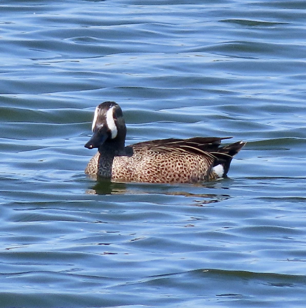 Blue-winged Teal - ML616343955