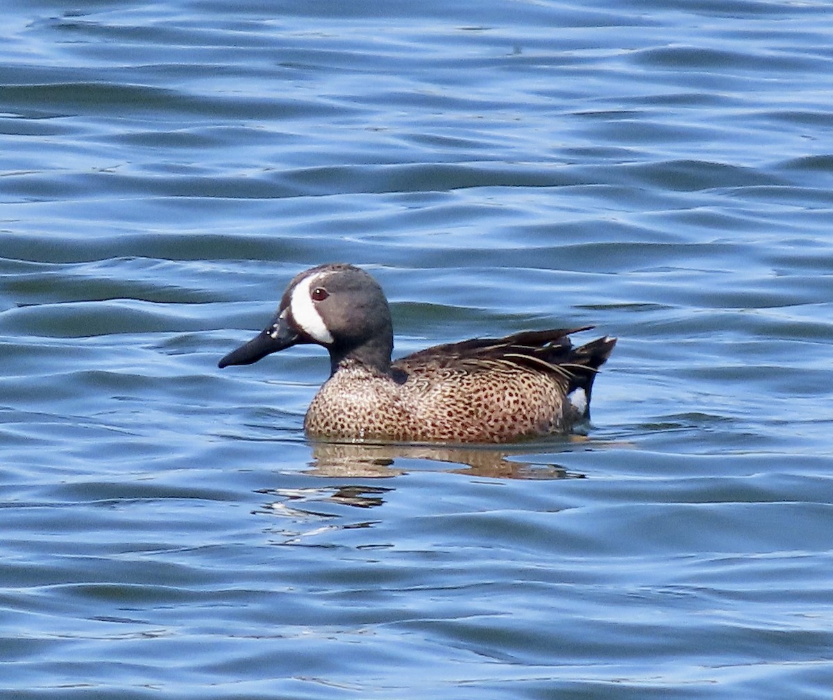 Blue-winged Teal - ML616343956