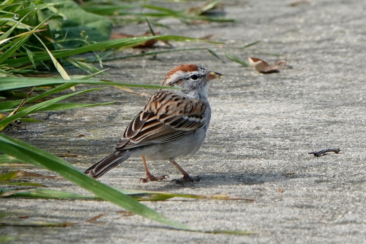 Chipping Sparrow - ML616344206