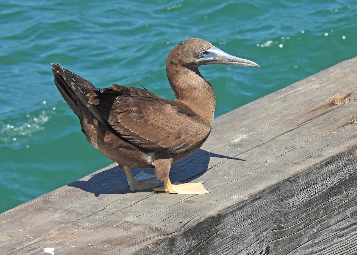 Brown Booby - ML616344252