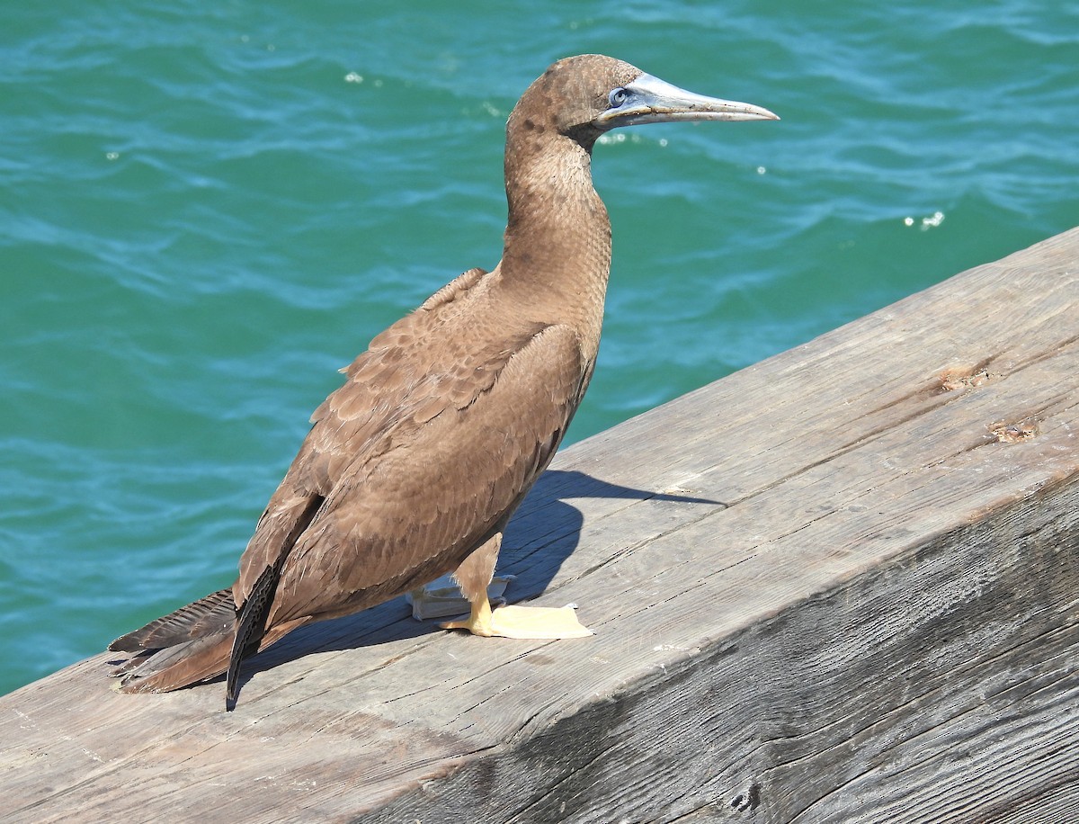 Brown Booby - ML616344253