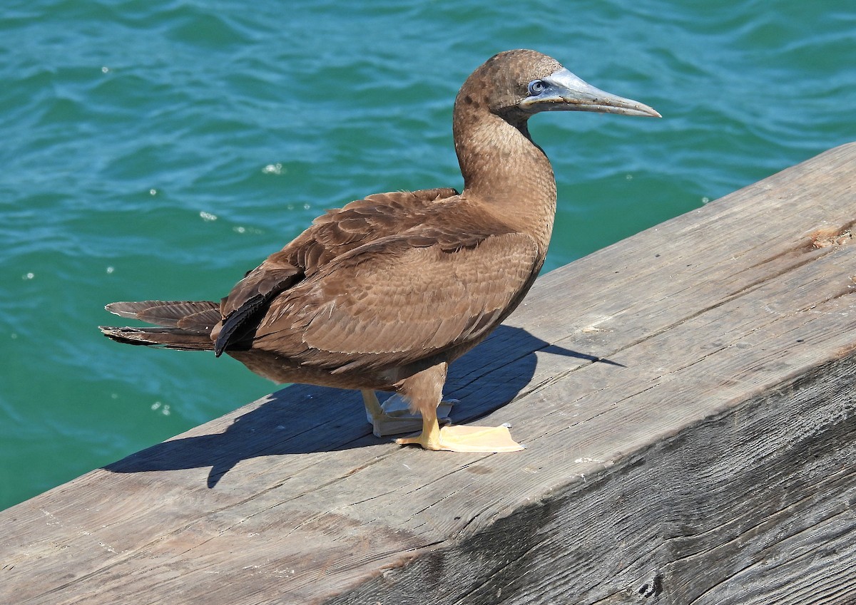 Brown Booby - ML616344254