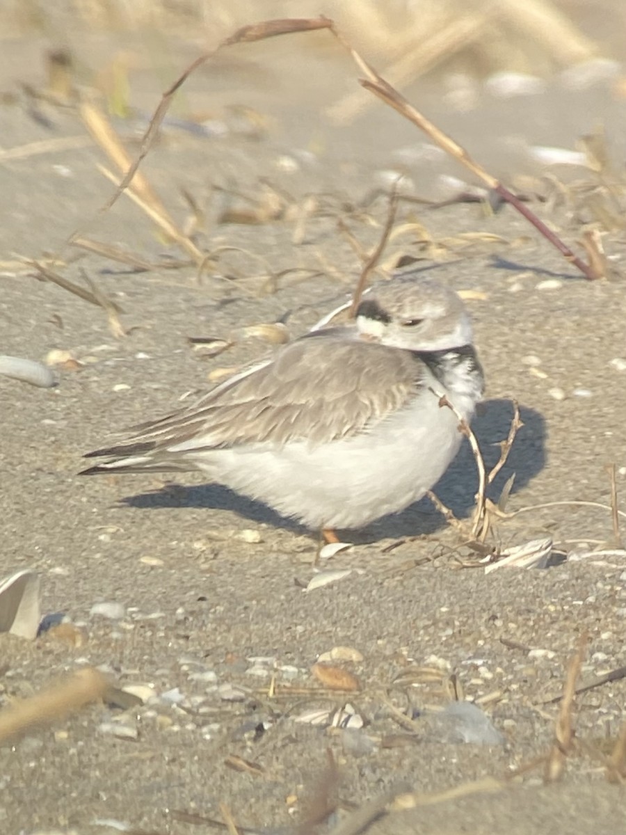 Piping Plover - ML616344267