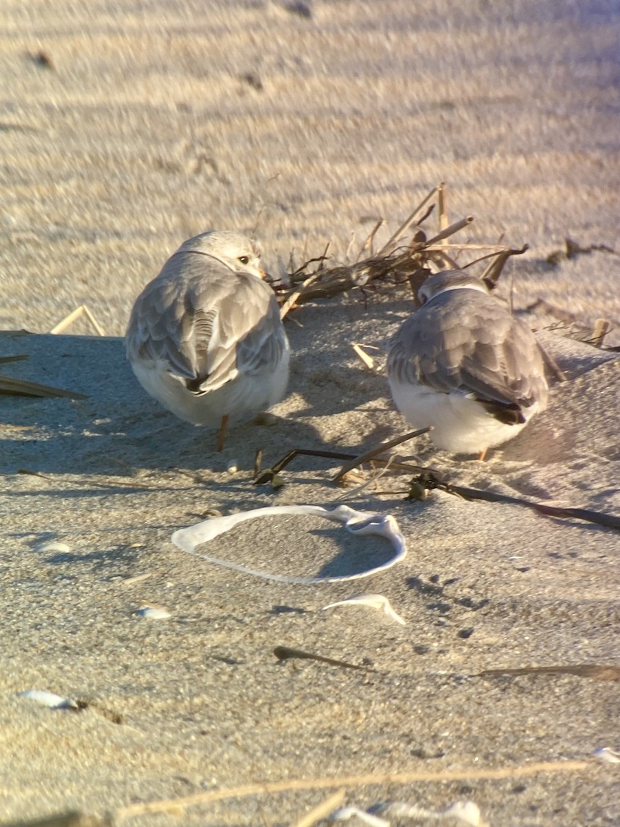 Piping Plover - ML616344268