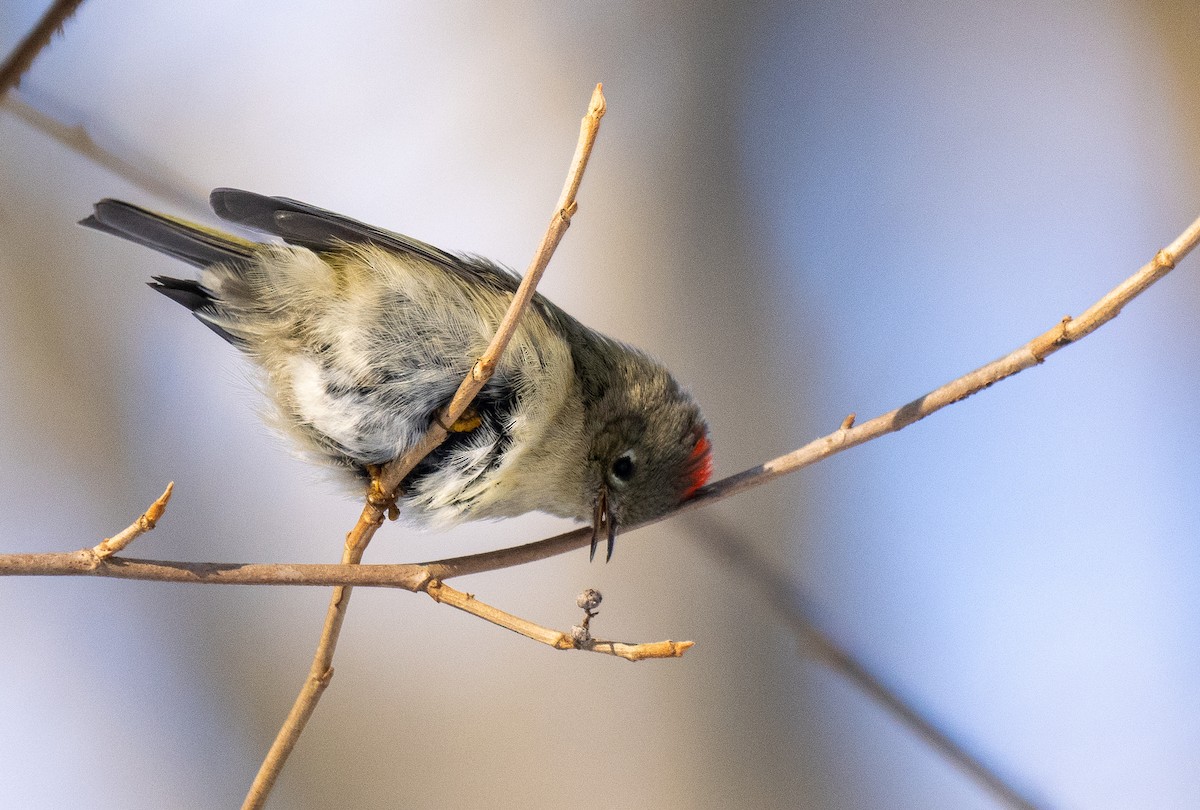 Ruby-crowned Kinglet - Forest Botial-Jarvis