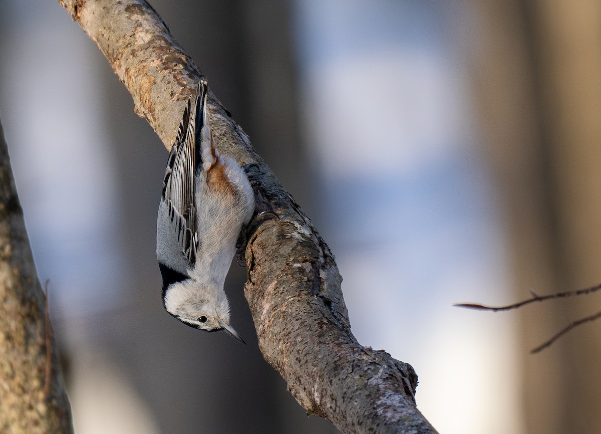 White-breasted Nuthatch (Eastern) - Forest Botial-Jarvis