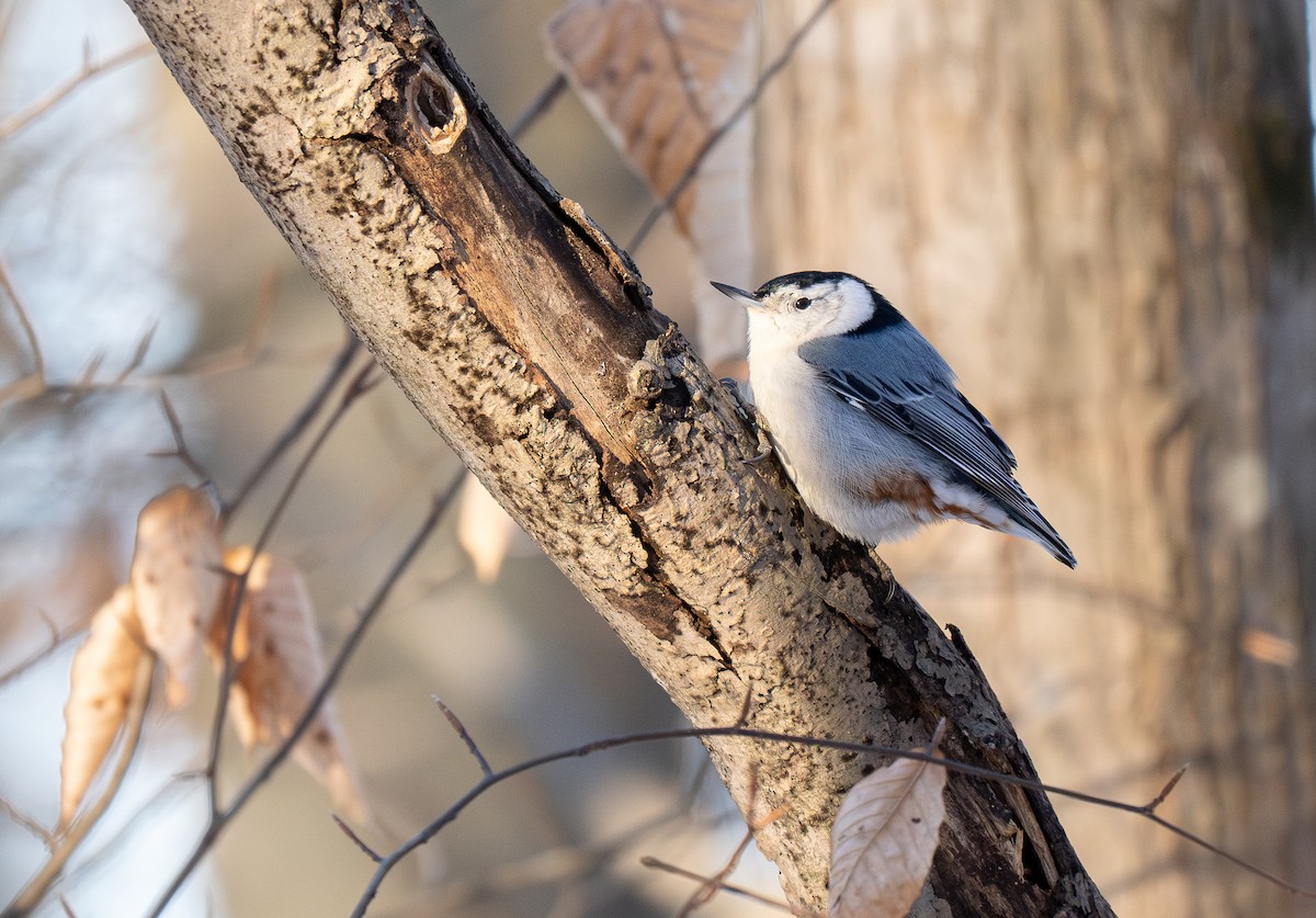 White-breasted Nuthatch (Eastern) - ML616344462