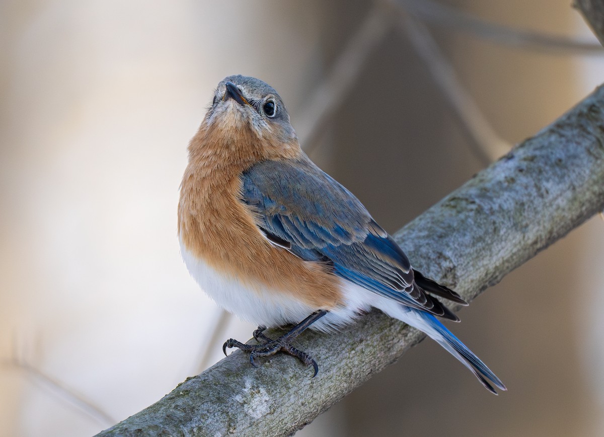 Eastern Bluebird - Forest Botial-Jarvis