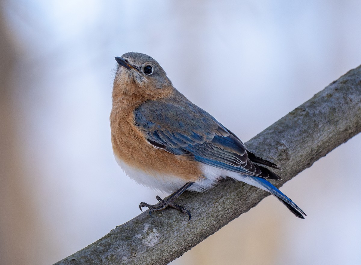 Eastern Bluebird - Forest Botial-Jarvis
