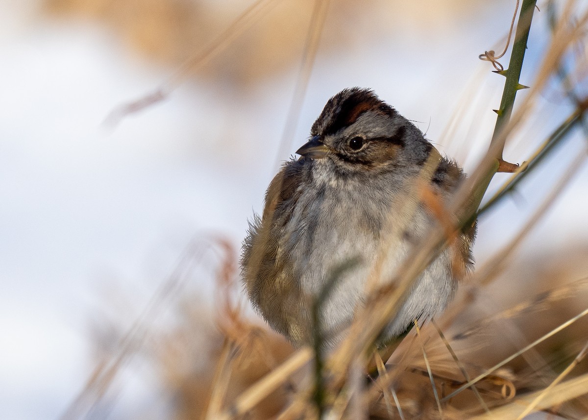 Swamp Sparrow - Forest Botial-Jarvis