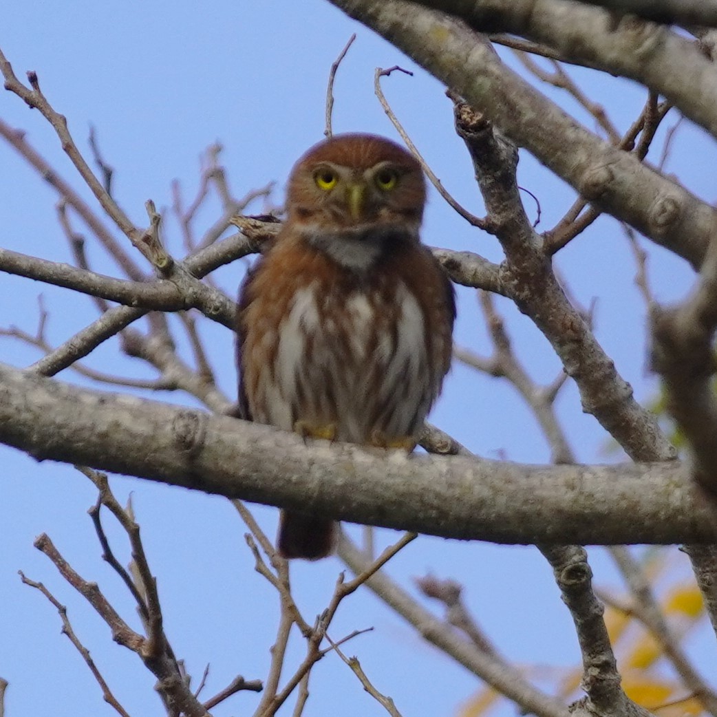 Ferruginous Pygmy-Owl - Brian Rapoza