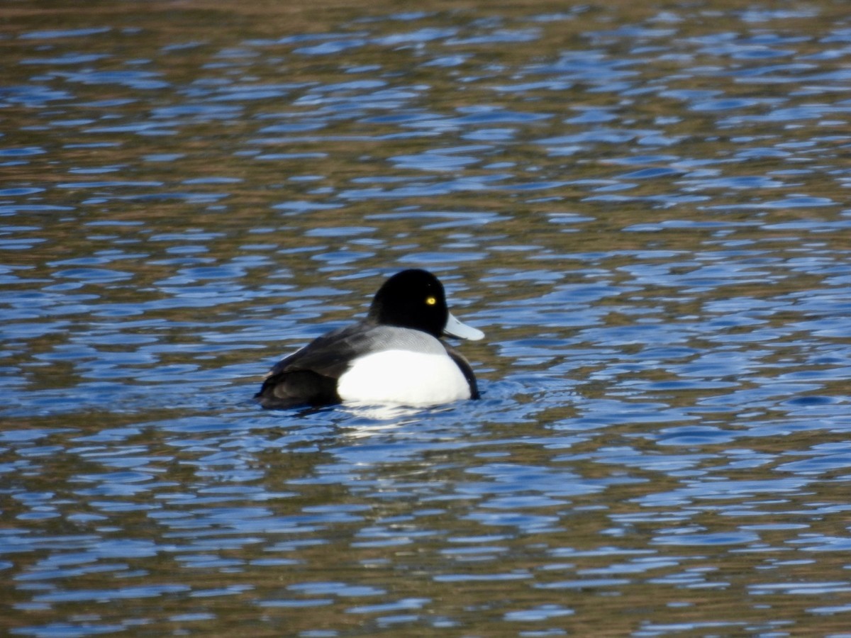 Greater Scaup - ML616344579