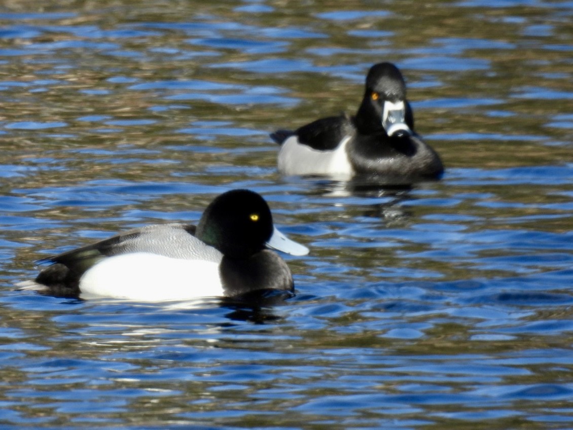 Greater Scaup - ML616344580