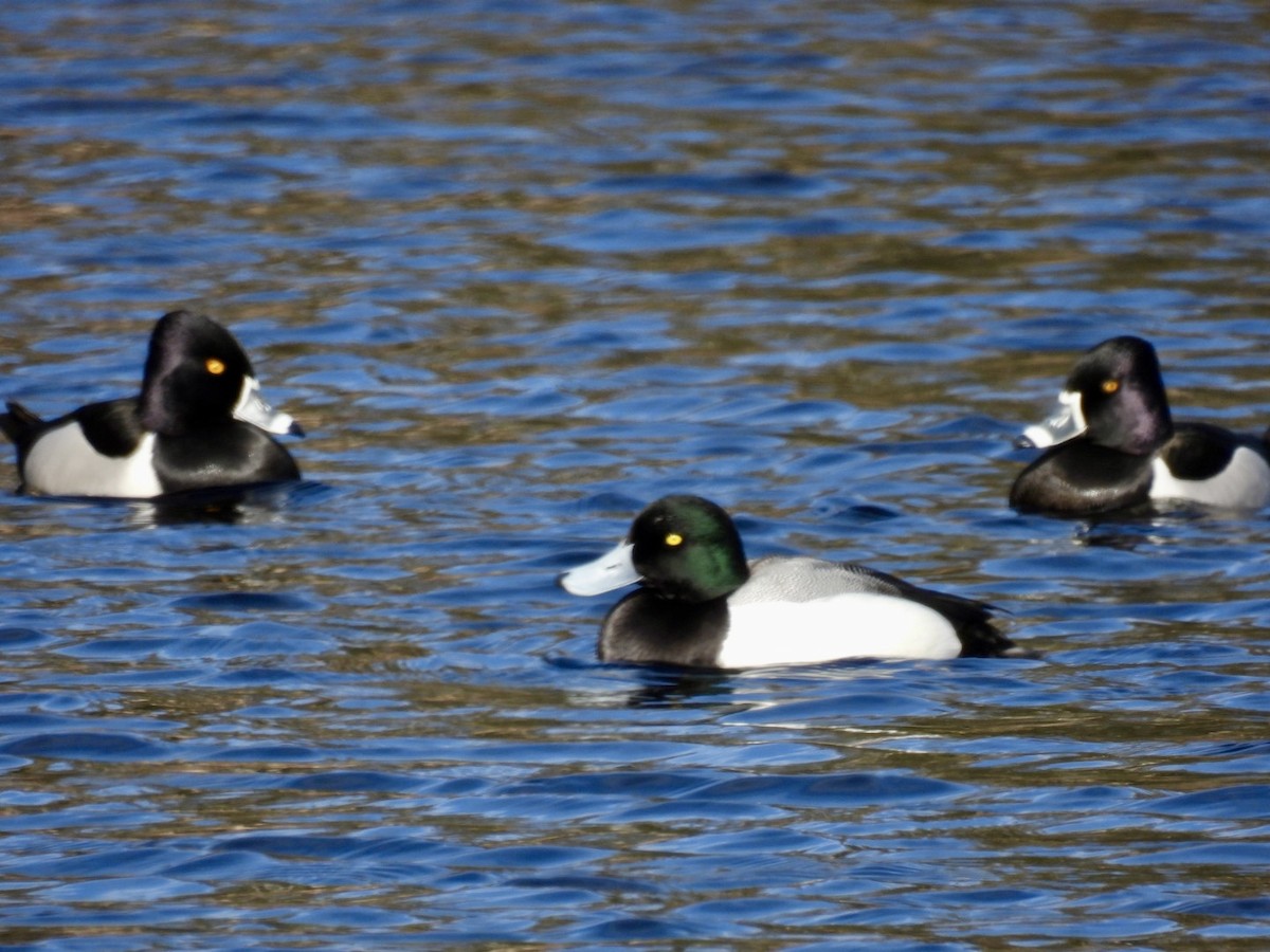 Greater Scaup - ML616344600