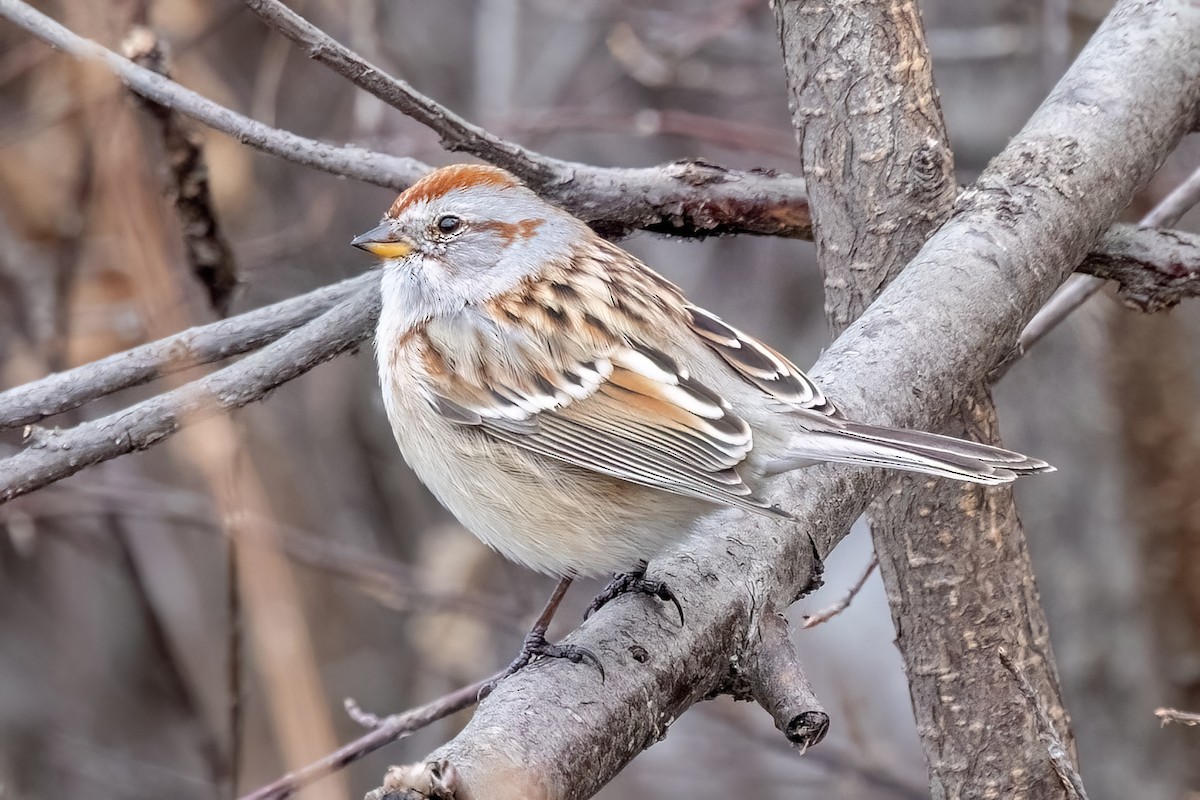 American Tree Sparrow - ML616344710