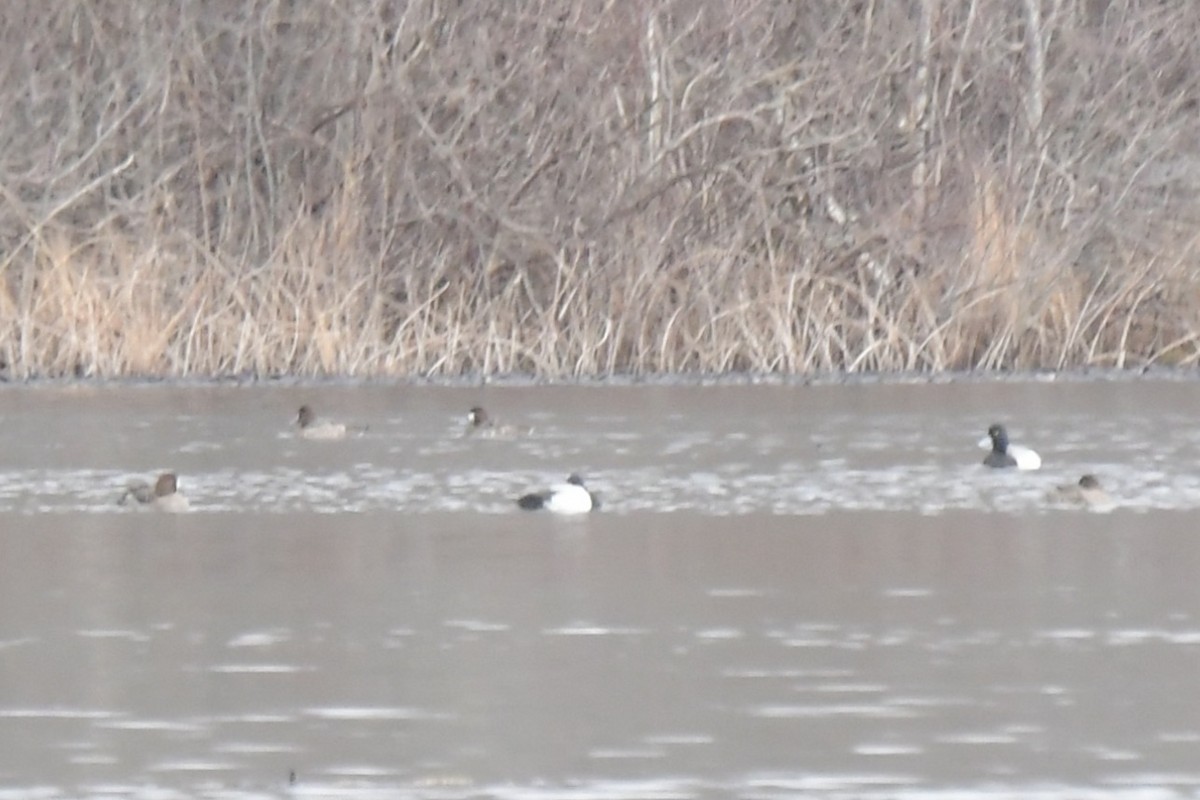 Greater/Lesser Scaup - ML616344725