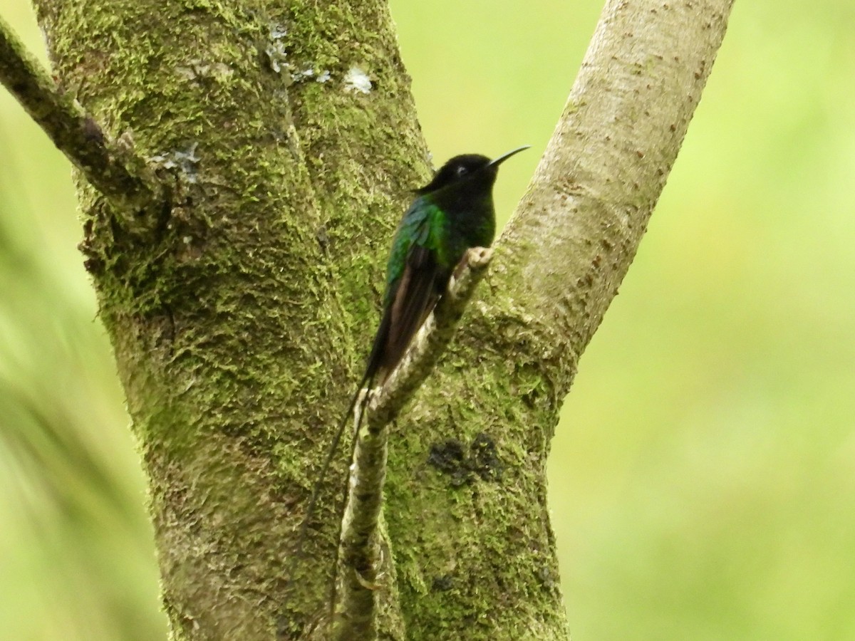 kolibřík černozobý - ML616344728