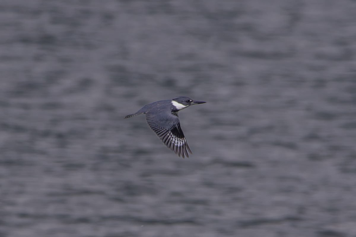 Belted Kingfisher - ML616344884