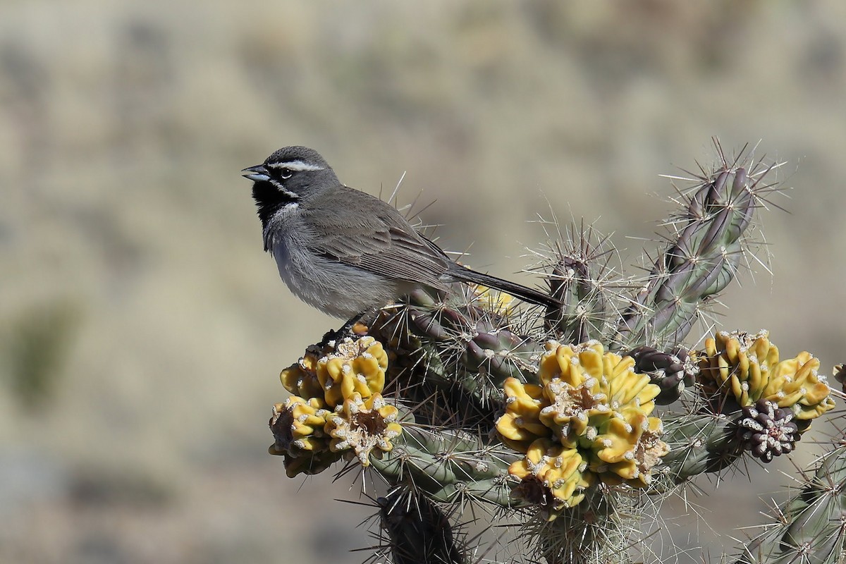 Black-throated Sparrow - Barbara Kroening