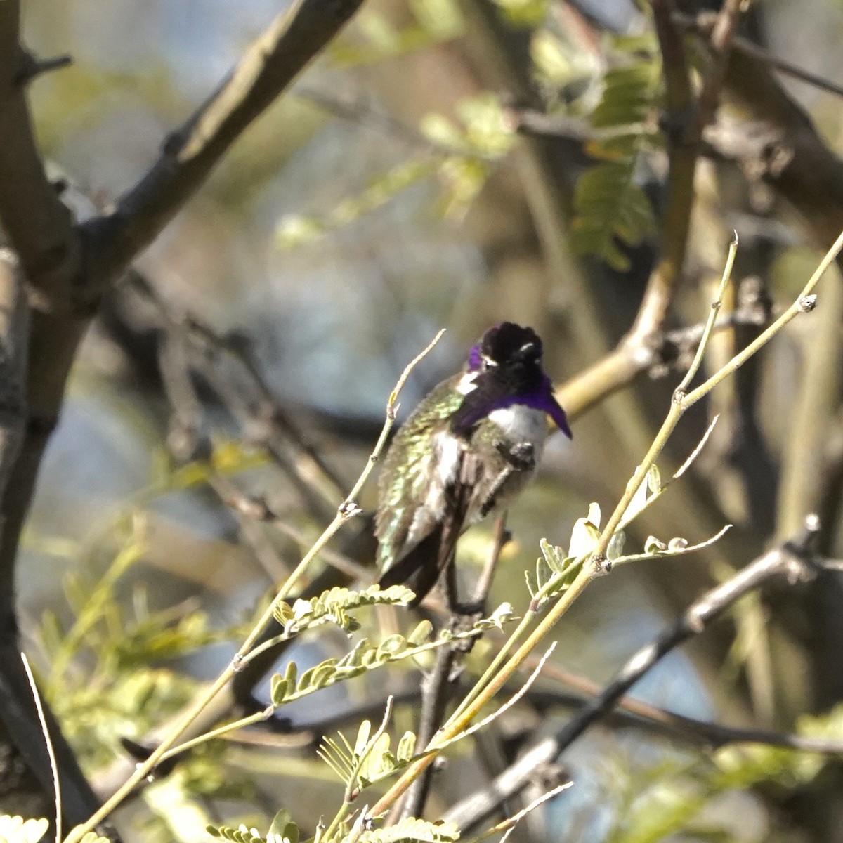Costa's Hummingbird - ML616345589