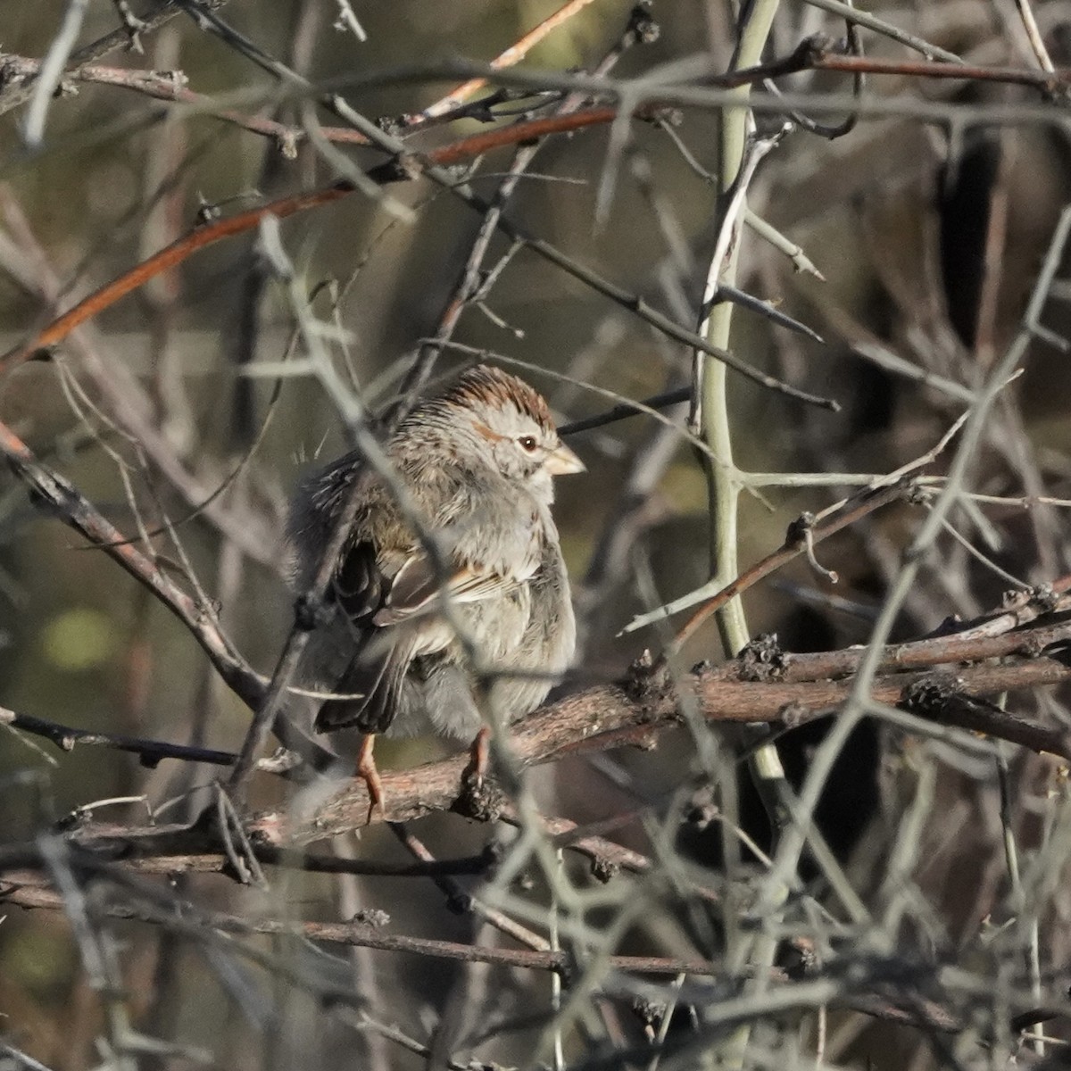 Rufous-winged Sparrow - ML616345687