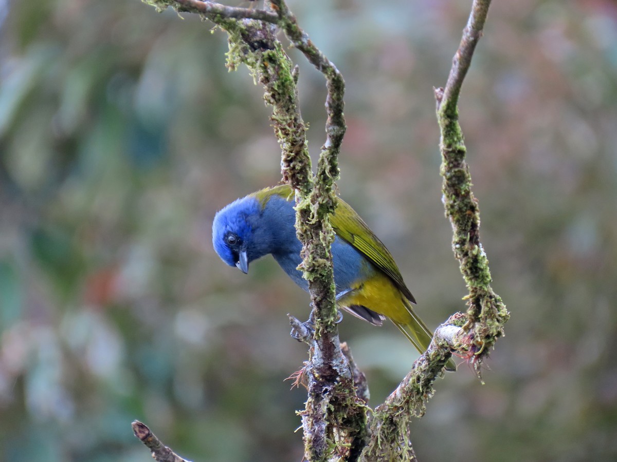 Blue-capped Tanager - ML616345713