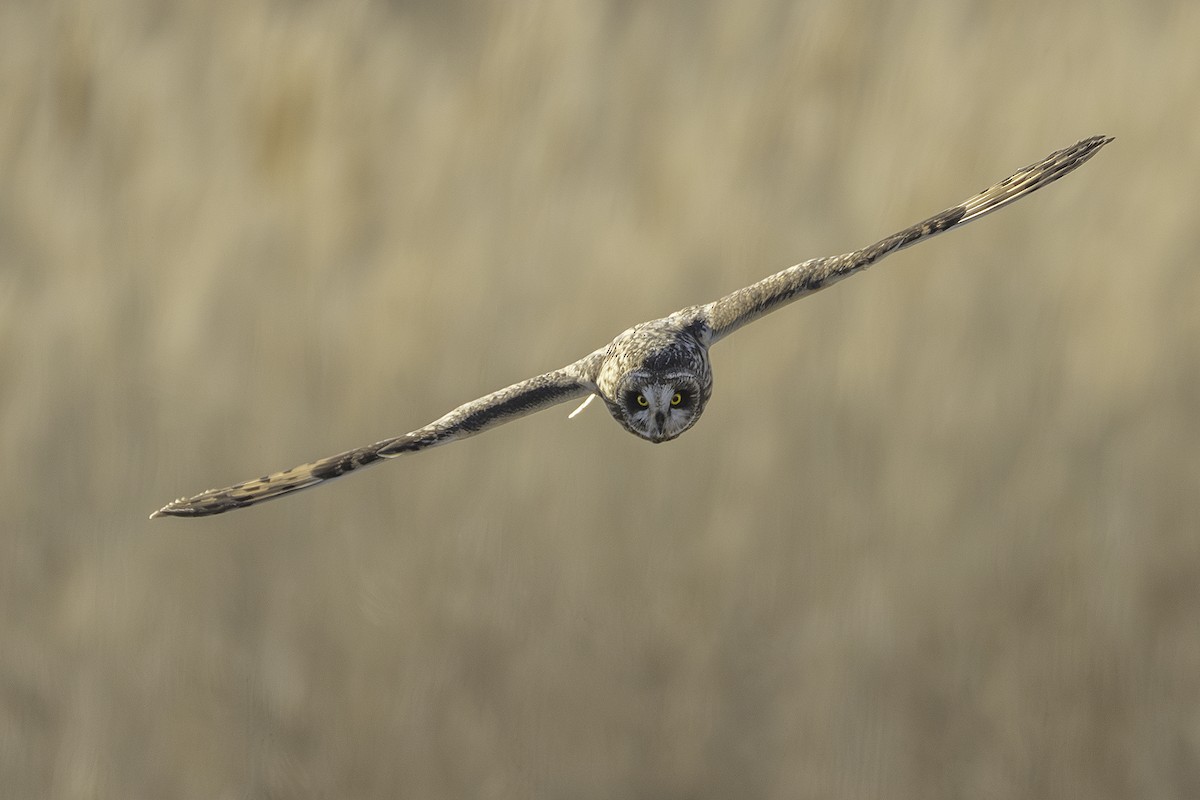Short-eared Owl - ML616345839