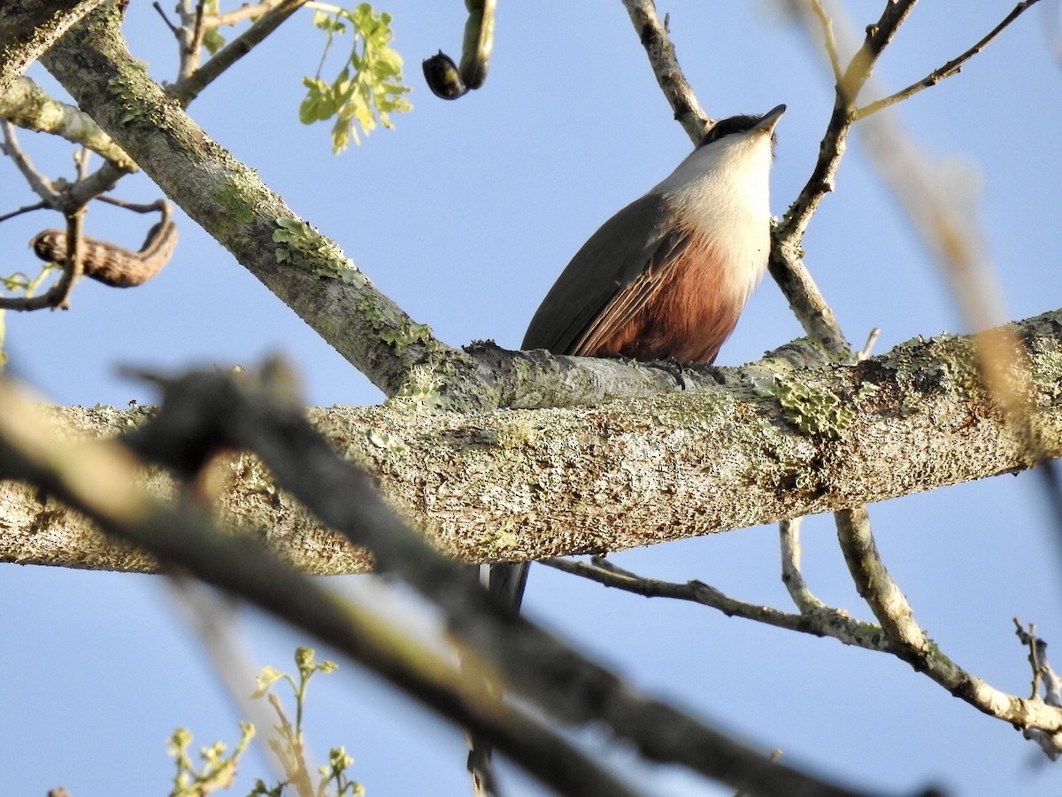 Chestnut-bellied Cuckoo - ML616345893
