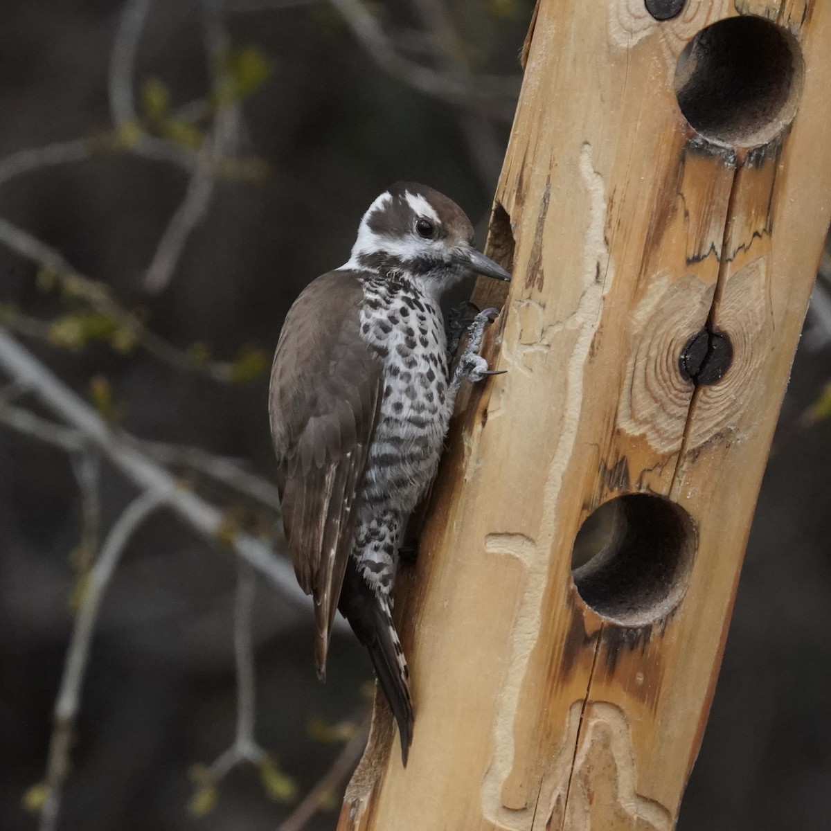 Arizona Woodpecker - Simon Thornhill