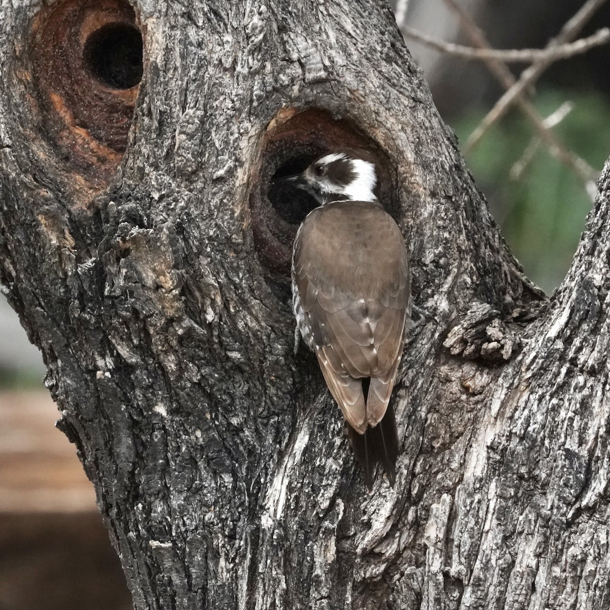 Arizona Woodpecker - Simon Thornhill