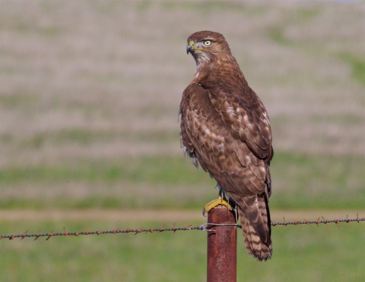 Red-tailed Hawk - ML616345969