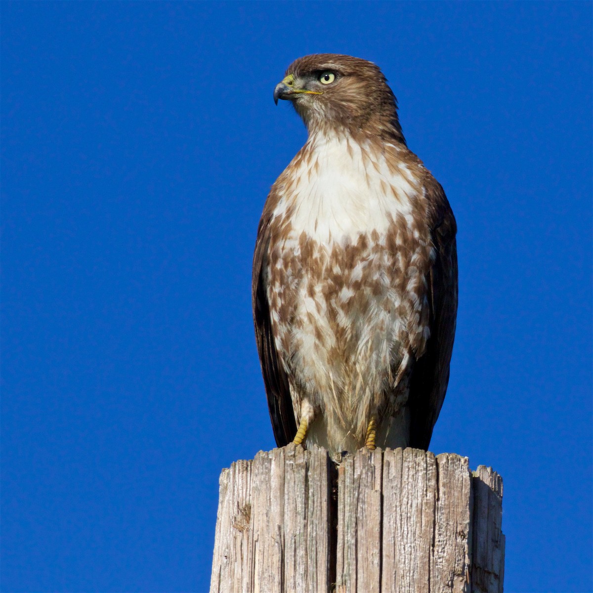 Red-tailed Hawk - ML616345970