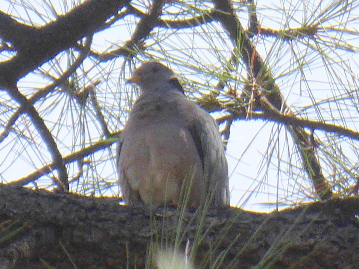 Band-tailed Pigeon - ML616346024