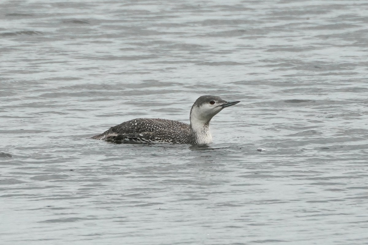 Red-throated Loon - ML616346060
